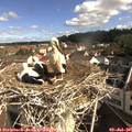 09_15-nest.jpg