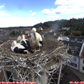 09_20-nest.jpg