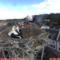 09_25-nest.jpg