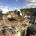 09_30-nest.jpg