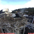 09_35-nest.jpg