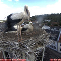 09_40-nest.jpg