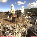 09_45-nest.jpg