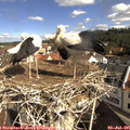 09_50-nest.jpg