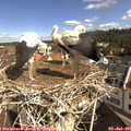 09_55-nest.jpg