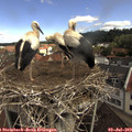 10_00-nest.jpg
