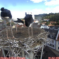 10_10-nest.jpg