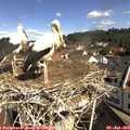 10_20-nest.jpg