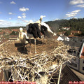 10_25-nest.jpg