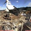 10_30-nest.jpg