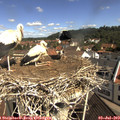 10_35-nest.jpg