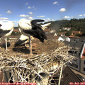 10_40-nest.jpg