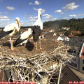 10_45-nest.jpg