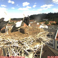 10_50-nest.jpg