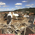 11_05-nest.jpg