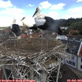 11_10-nest.jpg