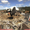 11_15-nest.jpg