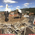 11_20-nest.jpg