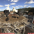11_25-nest.jpg