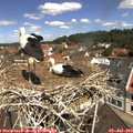 11_30-nest.jpg