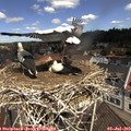 11_35-nest.jpg