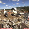 11_40-nest.jpg
