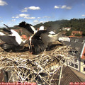 11_45-nest.jpg