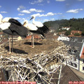 11_55-nest.jpg
