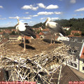12_00-nest.jpg