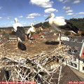 12_05-nest.jpg