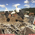 12_15-nest.jpg