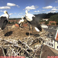 12_20-nest.jpg