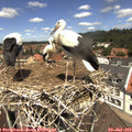 12_25-nest.jpg