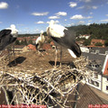 12_30-nest.jpg