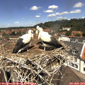 12_35-nest.jpg