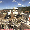12_40-nest.jpg