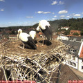 12_45-nest.jpg