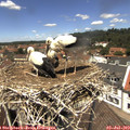 12_50-nest.jpg