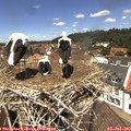 12_55-nest.jpg