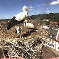 13_00-nest.jpg
