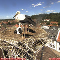 13_05-nest.jpg