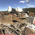 13_10-nest.jpg