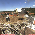 13_15-nest.jpg