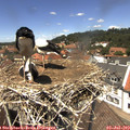 13_20-nest.jpg