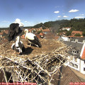 13_25-nest.jpg