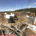 13_30-nest.jpg