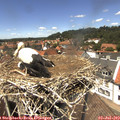 13_35-nest.jpg
