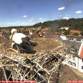 13_40-nest.jpg