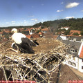 13_45-nest.jpg
