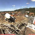 13_50-nest.jpg